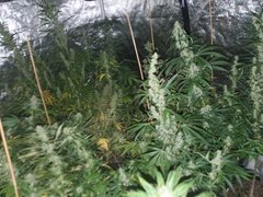 IMG_20200816_095121.jpg
