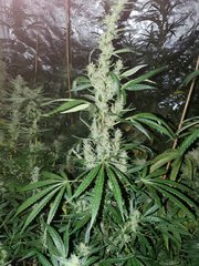 IMG_20200816_095147.jpg