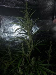 IMG_20200816_095159.jpg