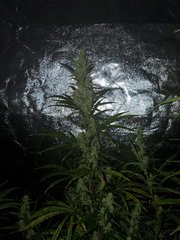 IMG_20200816_095206.jpg