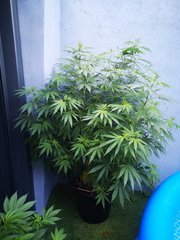 IMG_20200816_194209.jpg