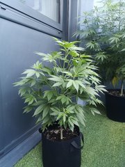 IMG_20200816_194219.jpg