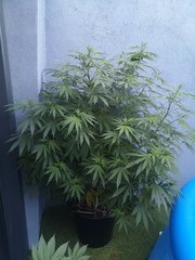 IMG_20200816_194233.jpg
