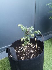 IMG_20200816_194240.jpg