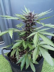 IMG_20200816_194258.jpg