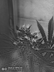 IMG_20200817_214749_5