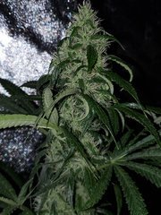 IMG_20200818_205310.jpg