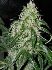 IMG_20200818_205330.jpg