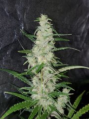IMG_20200818_205416.jpg