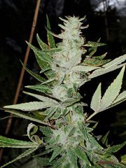 IMG_20200818_205431.jpg