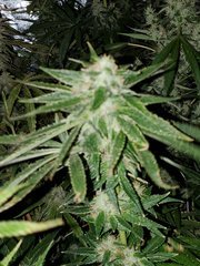 IMG_20200818_205710.jpg