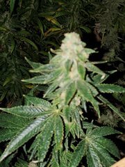 IMG_20200818_205855.jpg