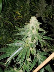 IMG_20200818_205903.jpg