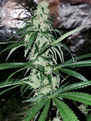 IMG_20200818_210244.jpg