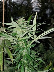 IMG_20200818_210332.jpg