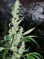 IMG_20200818_210355.jpg