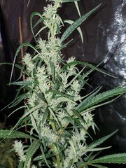 IMG_20200818_210417.jpg