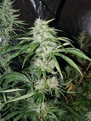 IMG_20200822_211843.jpg