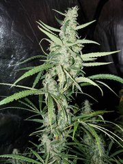 IMG_20200822_211859.jpg