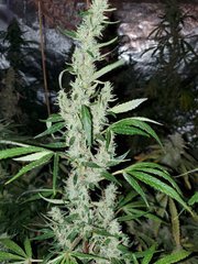 IMG_20200822_211907.jpg