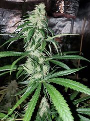 IMG_20200822_211915.jpg