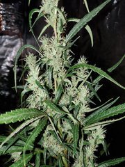 IMG_20200822_211931.jpg