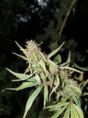IMG_20200822_211940.jpg