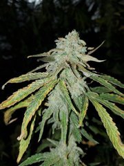 IMG_20200822_211954.jpg