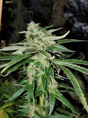 IMG_20200822_212003.jpg