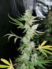 IMG_20200822_212017.jpg
