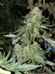 IMG_20200822_212043.jpg