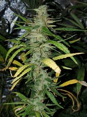 IMG_20200822_212125.jpg