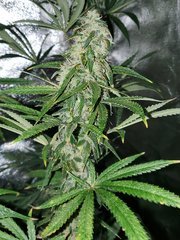 IMG_20200822_212136.jpg