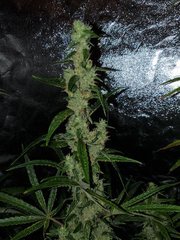 IMG_20200822_212216.jpg