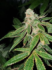 IMG_20200822_212304.jpg