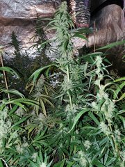IMG_20200822_212547.jpg