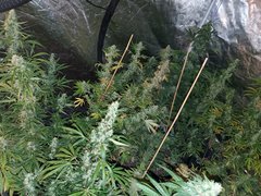 IMG_20200822_212606.jpg
