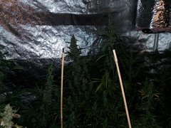 IMG_20200822_212613.jpg