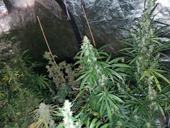 IMG_20200822_212623.jpg