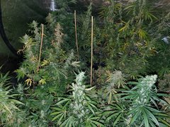 IMG_20200822_212631.jpg