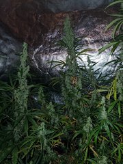 IMG_20200822_212708.jpg
