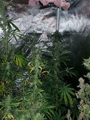 IMG_20200822_212716.jpg