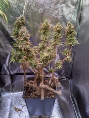 IMG_20200823_204344.jpg