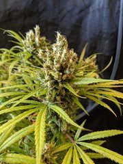 IMG_20200825_135910.jpg