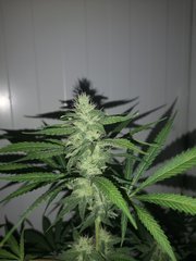 IMG_20200826_200429.jpg