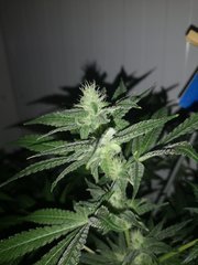 IMG_20200826_200454.jpg