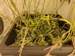 IMG_20200829_194606.jpg