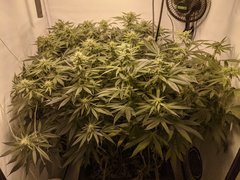 IMG_20200829_194659.jpg
