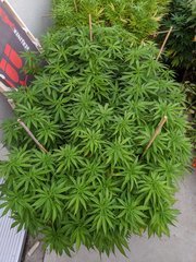 IMG_20200829_195349.jpg