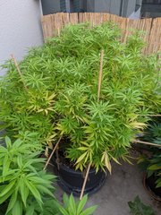 IMG_20200829_195354.jpg